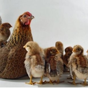 POULE AVEC SES POUSSIN